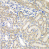 Immunohistochemistry of paraffin-embedded rat kidney using AUH antibody (22-927) at dilution of 1:100 (40x lens) .