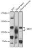 Western blot analysis of extracts of various cell lines, using CD34 antibody (22-932) at 1:1000 dilution.<br/>Secondary antibody: HRP Goat Anti-Rabbit IgG (H+L) at 1:10000 dilution.<br/>Lysates/proteins: 25ug per lane.<br/>Blocking buffer: 3% nonfat dry milk in TBST.<br/>Detection: ECL Basic Kit.<br/>Exposure time: 30s.