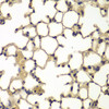 Immunohistochemistry of paraffin-embedded mouse lung using IFRD1 antibody (22-939) at dilution of 1:100 (40x lens) .