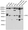 Western blot analysis of extracts of various cell lines, using LFNG antibody (22-941) at 1:1000 dilution._Secondary antibody: HRP Goat Anti-Rabbit IgG (H+L) at 1:10000 dilution._Lysates/proteins: 25ug per lane._Blocking buffer: 3% nonfat dry milk in TBST._Detection: ECL Enhanced Kit._Exposure time: 30s.