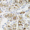 Immunohistochemistry of paraffin-embedded human stomach using LFNG antibody (22-941) at dilution of 1:100 (40x lens) .