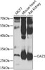 Western blot analysis of extracts of various cell lines, using OAZ1 antibody (22-944) at 1:1000 dilution.<br/>Secondary antibody: HRP Goat Anti-Rabbit IgG (H+L) at 1:10000 dilution.<br/>Lysates/proteins: 25ug per lane.<br/>Blocking buffer: 3% nonfat dry milk in TBST.<br/>Detection: ECL Basic Kit.<br/>Exposure time: 60s.