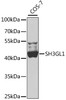Western blot analysis of extracts of COS-7 cells, using SH3GL1 antibody (22-949) at 1:1000 dilution.<br/>Secondary antibody: HRP Goat Anti-Rabbit IgG (H+L) at 1:10000 dilution.<br/>Lysates/proteins: 25ug per lane.<br/>Blocking buffer: 3% nonfat dry milk in TBST.<br/>Detection: ECL Basic Kit.<br/>Exposure time: 60s.