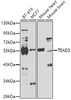 Western blot analysis of extracts of various cell lines, using TEAD3 antibody (22-951) at 1:1000 dilution.<br/>Secondary antibody: HRP Goat Anti-Rabbit IgG (H+L) at 1:10000 dilution.<br/>Lysates/proteins: 25ug per lane.<br/>Blocking buffer: 3% nonfat dry milk in TBST.<br/>Detection: ECL Basic Kit.<br/>Exposure time: 90s.