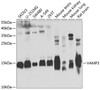 Western blot analysis of extracts of various cell lines, using VAMP3 antibody (22-954) at 1:1000 dilution._Secondary antibody: HRP Goat Anti-Rabbit IgG (H+L) at 1:10000 dilution._Lysates/proteins: 25ug per lane._Blocking buffer: 3% nonfat dry milk in TBST._Detection: ECL Enhanced Kit._Exposure time: 5s.