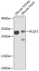 Western blot analysis of extracts of various cell lines, using PCGF3 antibody (22-956) at 1:1000 dilution._Secondary antibody: HRP Goat Anti-Rabbit IgG (H+L) at 1:10000 dilution._Lysates/proteins: 25ug per lane._Blocking buffer: 3% nonfat dry milk in TBST._Detection: ECL Enhanced Kit._Exposure time: 30s.