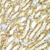 Immunohistochemistry of paraffin-embedded mouse kidney using TM9SF1 antibody (22-957) at dilution of 1:100 (40x lens) .
