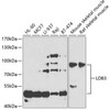 Western blot analysis of extracts of various cell lines, using LDB3 antibody (22-958) at 1:1000 dilution.<br/>Secondary antibody: HRP Goat Anti-Rabbit IgG (H+L) at 1:10000 dilution.<br/>Lysates/proteins: 25ug per lane.<br/>Blocking buffer: 3% nonfat dry milk in TBST.<br/>Detection: ECL Basic Kit.<br/>Exposure time: 90s.