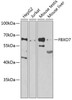 Western blot analysis of extracts of various cell lines, using FBXO7 antibody (22-960) at 1:1000 dilution.<br/>Secondary antibody: HRP Goat Anti-Rabbit IgG (H+L) at 1:10000 dilution.<br/>Lysates/proteins: 25ug per lane.<br/>Blocking buffer: 3% nonfat dry milk in TBST.<br/>Detection: ECL Basic Kit.<br/>Exposure time: 90s.