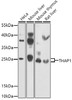 Western blot analysis of extracts of various cell lines, using THAP1 antibody (22-964) at 1:1000 dilution.<br/>Secondary antibody: HRP Goat Anti-Rabbit IgG (H+L) at 1:10000 dilution.<br/>Lysates/proteins: 25ug per lane.<br/>Blocking buffer: 3% nonfat dry milk in TBST.<br/>Detection: ECL Enhanced Kit.<br/>Exposure time: 30s.