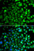 Immunofluorescence analysis of A549 cells using OSGEP antibody (22-965) . Blue: DAPI for nuclear staining.