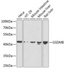 Western blot analysis of extracts of various cell lines, using GSDMB antibody (22-966) at 1:1000 dilution.<br/>Secondary antibody: HRP Goat Anti-Rabbit IgG (H+L) at 1:10000 dilution.<br/>Lysates/proteins: 25ug per lane.<br/>Blocking buffer: 3% nonfat dry milk in TBST.<br/>Detection: ECL Basic Kit.<br/>Exposure time: 90s.