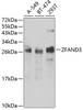 Western blot analysis of extracts of various cell lines, using ZFAND3 antibody (22-970) at 1:1000 dilution.<br/>Secondary antibody: HRP Goat Anti-Rabbit IgG (H+L) at 1:10000 dilution.<br/>Lysates/proteins: 25ug per lane.<br/>Blocking buffer: 3% nonfat dry milk in TBST.<br/>Detection: ECL Basic Kit.<br/>Exposure time: 30s.