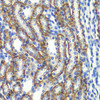 Immunohistochemistry of paraffin-embedded rat kidney using ZFAND3 antibody (22-970) at dilution of 1:100 (40x lens) .
