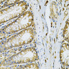 Immunohistochemistry of paraffin-embedded rat intestine using RRAGC Antibody (22-971) at dilution of 1:100 (40x lens) .