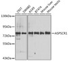 Western blot analysis of extracts of various cell lines, using ASPSCR1 antibody (22-973) at 1:1000 dilution.<br/>Secondary antibody: HRP Goat Anti-Rabbit IgG (H+L) at 1:10000 dilution.<br/>Lysates/proteins: 25ug per lane.<br/>Blocking buffer: 3% nonfat dry milk in TBST.<br/>Detection: ECL Basic Kit.<br/>Exposure time: 30s.