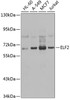 Western blot analysis of extracts of various cell lines, using ELF2 antibody (22-978) at 1:1000 dilution.<br/>Secondary antibody: HRP Goat Anti-Rabbit IgG (H+L) at 1:10000 dilution.<br/>Lysates/proteins: 25ug per lane.<br/>Blocking buffer: 3% nonfat dry milk in TBST.<br/>Detection: ECL Basic Kit.<br/>Exposure time: 1s.