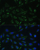 Immunofluorescence analysis of U-2 OS cells using HCCS Polyclonal Antibody (22-979) at dilution of 1:100 (40x lens) . Blue: DAPI for nuclear staining.