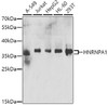 Western blot analysis of extracts of various cell lines, using HNRNPA1 antibody (22-980) at 1:200 dilution.<br/>Secondary antibody: HRP Goat Anti-Rabbit IgG (H+L) at 1:10000 dilution.<br/>Lysates/proteins: 25ug per lane.<br/>Blocking buffer: 3% nonfat dry milk in TBST.<br/>Detection: ECL Basic Kit.<br/>Exposure time: 5min.