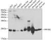 Western blot analysis of extracts of various cell lines, using PPP3R2 antibody (22-983) at 1:1000 dilution.<br/>Secondary antibody: HRP Goat Anti-Rabbit IgG (H+L) at 1:10000 dilution.<br/>Lysates/proteins: 25ug per lane.<br/>Blocking buffer: 3% nonfat dry milk in TBST.<br/>Detection: ECL Basic Kit.<br/>Exposure time: 90s.