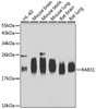 Western blot analysis of extracts of various cell lines, using RAB31 antibody (22-992) at 1:1000 dilution.<br/>Secondary antibody: HRP Goat Anti-Rabbit IgG (H+L) at 1:10000 dilution.<br/>Lysates/proteins: 25ug per lane.<br/>Blocking buffer: 3% nonfat dry milk in TBST.<br/>Detection: ECL Basic Kit.<br/>Exposure time: 30s.