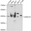 Western blot analysis of extracts of various cell lines, using CSNK1G1 antibody (22-994) at 1:1000 dilution.<br/>Secondary antibody: HRP Goat Anti-Rabbit IgG (H+L) at 1:10000 dilution.<br/>Lysates/proteins: 25ug per lane.<br/>Blocking buffer: 3% nonfat dry milk in TBST.<br/>Detection: ECL Basic Kit.<br/>Exposure time: 90s.