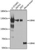 Western blot analysis of extracts of various cell lines, using UBA6 antibody (22-995) at 1:1000 dilution.<br/>Secondary antibody: HRP Goat Anti-Rabbit IgG (H+L) at 1:10000 dilution.<br/>Lysates/proteins: 25ug per lane.<br/>Blocking buffer: 3% nonfat dry milk in TBST.<br/>Detection: ECL Basic Kit.<br/>Exposure time: 30s.