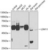 Western blot analysis of extracts of various cell lines, using LSM11 antibody (22-998) at 1:1000 dilution.<br/>Secondary antibody: HRP Goat Anti-Rabbit IgG (H+L) at 1:10000 dilution.<br/>Lysates/proteins: 25ug per lane.<br/>Blocking buffer: 3% nonfat dry milk in TBST.<br/>Detection: ECL Basic Kit.<br/>Exposure time: 10s.