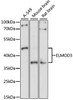 Western blot analysis of extracts of various cell lines, using ELMOD3 antibody (23-009) at 1:1000 dilution.<br/>Secondary antibody: HRP Goat Anti-Rabbit IgG (H+L) at 1:10000 dilution.<br/>Lysates/proteins: 25ug per lane.<br/>Blocking buffer: 3% nonfat dry milk in TBST.<br/>Detection: ECL Basic Kit.<br/>Exposure time: 90s.