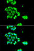 Immunofluorescence analysis of A549 cells using Rad51D antibody (23-011) . Blue: DAPI for nuclear staining.