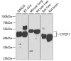 Western blot analysis of extracts of various cell lines, using CYP2F1 antibody (23-021) at 1:1000 dilution.<br/>Secondary antibody: HRP Goat Anti-Rabbit IgG (H+L) at 1:10000 dilution.<br/>Lysates/proteins: 25ug per lane.<br/>Blocking buffer: 3% nonfat dry milk in TBST.<br/>Detection: ECL Basic Kit.<br/>Exposure time: 90s.