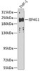 Western blot analysis of extracts of THP-1 cells, using EIF4G1 Antibody (23-023) at 1:200 dilution.<br/>Secondary antibody: HRP Goat Anti-Rabbit IgG (H+L) at 1:10000 dilution.<br/>Lysates/proteins: 25ug per lane.<br/>Blocking buffer: 3% nonfat dry milk in TBST.<br/>Detection: ECL Basic Kit.<br/>Exposure time: 90s.