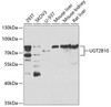Western blot analysis of extracts of various cell lines, using UGT2B10 antibody (23-033) at 1:1000 dilution.<br/>Secondary antibody: HRP Goat Anti-Rabbit IgG (H+L) at 1:10000 dilution.<br/>Lysates/proteins: 25ug per lane.<br/>Blocking buffer: 3% nonfat dry milk in TBST.<br/>Detection: ECL Basic Kit.<br/>Exposure time: 90s.