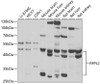 Western blot analysis of extracts of various cell lines, using RFPL2 antibody (23-039) at 1:1000 dilution.<br/>Secondary antibody: HRP Goat Anti-Rabbit IgG (H+L) at 1:10000 dilution.<br/>Lysates/proteins: 25ug per lane.<br/>Blocking buffer: 3% nonfat dry milk in TBST.<br/>Detection: ECL Basic Kit.<br/>Exposure time: 90s.