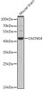 Western blot analysis of extracts of mouse brain, using CACNG4 antibody (23-044) at 1:1000 dilution.<br/>Secondary antibody: HRP Goat Anti-Rabbit IgG (H+L) at 1:10000 dilution.<br/>Lysates/proteins: 25ug per lane.<br/>Blocking buffer: 3% nonfat dry milk in TBST.<br/>Detection: ECL Enhanced Kit.<br/>Exposure time: 90s.