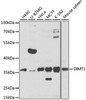 Western blot analysis of extracts of various cell lines, using DIMT1 antibody (23-045) at 1:1000 dilution.<br/>Secondary antibody: HRP Goat Anti-Rabbit IgG (H+L) at 1:10000 dilution.<br/>Lysates/proteins: 25ug per lane.<br/>Blocking buffer: 3% nonfat dry milk in TBST.<br/>Detection: ECL Basic Kit.<br/>Exposure time: 10s.