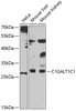 Western blot analysis of extracts of various cell lines, using C1GALT1C1 antibody (23-046) at 1:1000 dilution.<br/>Secondary antibody: HRP Goat Anti-Rabbit IgG (H+L) at 1:10000 dilution.<br/>Lysates/proteins: 25ug per lane.<br/>Blocking buffer: 3% nonfat dry milk in TBST.<br/>Detection: ECL Basic Kit.<br/>Exposure time: 90s.