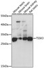 Western blot analysis of extracts of various cell lines, using TSSK3 antibody (23-051) at 1:1000 dilution.<br/>Secondary antibody: HRP Goat Anti-Rabbit IgG (H+L) at 1:10000 dilution.<br/>Lysates/proteins: 25ug per lane.<br/>Blocking buffer: 3% nonfat dry milk in TBST.<br/>Detection: ECL Basic Kit.<br/>Exposure time: 1s.
