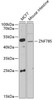 Western blot analysis of extracts of various cell lines, using ZNF785 antibody (23-053) at 1:1000 dilution.<br/>Secondary antibody: HRP Goat Anti-Rabbit IgG (H+L) at 1:10000 dilution.<br/>Lysates/proteins: 25ug per lane.<br/>Blocking buffer: 3% nonfat dry milk in TBST.<br/>Detection: ECL Basic Kit.<br/>Exposure time: 90s.