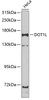 Western blot analysis of extracts of HeLa cells, using DOT1L antibody (23-059) at 1:1000 dilution.<br/>Secondary antibody: HRP Goat Anti-Rabbit IgG (H+L) at 1:10000 dilution.<br/>Lysates/proteins: 25ug per lane.<br/>Blocking buffer: 3% nonfat dry milk in TBST.<br/>Detection: ECL Basic Kit.<br/>Exposure time: 90s.
