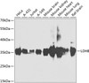Western blot analysis of extracts of various cell lines, using LDHB antibody (23-061) at 1:1000 dilution.<br/>Secondary antibody: HRP Goat Anti-Rabbit IgG (H+L) at 1:10000 dilution.<br/>Lysates/proteins: 25ug per lane.<br/>Blocking buffer: 3% nonfat dry milk in TBST.<br/>Detection: ECL Basic Kit.<br/>Exposure time: 90s.