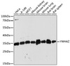 Immunohistochemistry of paraffin-embedded rat brain using YWHAZ antibody (23-072) at dilution of 1:100 (40x lens) .