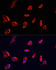 Immunofluorescence analysis of HeLa cells using ARF1 antibody (23-074) at dilution of 1:100. Blue: DAPI for nuclear staining.