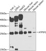 Western blot analysis of extracts of various cell lines, using ATP5F1 antibody (23-076) at 1:1000 dilution._Secondary antibody: HRP Goat Anti-Rabbit IgG (H+L) at 1:10000 dilution._Lysates/proteins: 25ug per lane._Blocking buffer: 3% nonfat dry milk in TBST._Detection: ECL Enhanced Kit._Exposure time: 60s.