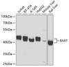 Western blot analysis of extracts of various cell lines, using BAAT antibody (23-077) at 1:2000 dilution.<br/>Secondary antibody: HRP Goat Anti-Rabbit IgG (H+L) at 1:10000 dilution.<br/>Lysates/proteins: 25ug per lane.<br/>Blocking buffer: 3% nonfat dry milk in TBST.<br/>Detection: ECL Basic Kit.<br/>Exposure time: 1s.