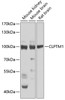 Western blot analysis of extracts of various cell lines, using CLPTM1 Antibody (23-085) at 1:1000 dilution.<br/>Secondary antibody: HRP Goat Anti-Rabbit IgG (H+L) at 1:10000 dilution.<br/>Lysates/proteins: 25ug per lane.<br/>Blocking buffer: 3% nonfat dry milk in TBST.<br/>Detection: ECL Basic Kit.<br/>Exposure time: 3s.