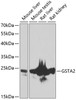 Western blot analysis of extracts of various cell lines, using GSTA2 antibody (23-102) at 1:1000 dilution.<br/>Secondary antibody: HRP Goat Anti-Rabbit IgG (H+L) at 1:10000 dilution.<br/>Lysates/proteins: 25ug per lane.<br/>Blocking buffer: 3% nonfat dry milk in TBST.<br/>Detection: ECL Basic Kit.<br/>Exposure time: 90s.