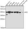 Western blot analysis of extracts of various cell lines, using IRF1 antibody (23-112) at 1:500 dilution.<br/>Secondary antibody: HRP Goat Anti-Rabbit IgG (H+L) at 1:10000 dilution.<br/>Lysates/proteins: 25ug per lane.<br/>Blocking buffer: 3% nonfat dry milk in TBST.<br/>Detection: ECL Enhanced Kit.<br/>Exposure time: 90s.