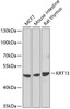 Western blot analysis of extracts of various cell lines, using KRT13 antibody (23-115) at 1:1000 dilution.<br/>Secondary antibody: HRP Goat Anti-Rabbit IgG (H+L) at 1:10000 dilution.<br/>Lysates/proteins: 25ug per lane.<br/>Blocking buffer: 3% nonfat dry milk in TBST.<br/>Detection: ECL Basic Kit.<br/>Exposure time: 90s.