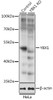 Western blot analysis of extracts from normal (control) and YBX1 knockout (KO) HeLa cells, using YBX1 antibody (23-119) at 1:1000 dilution.<br/>Secondary antibody: HRP Goat Anti-Rabbit IgG (H+L) at 1:10000 dilution.<br/>Lysates/proteins: 25ug per lane.<br/>Blocking buffer: 3% nonfat dry milk in TBST.<br/>Detection: ECL Basic Kit.<br/>Exposure time: 5s.